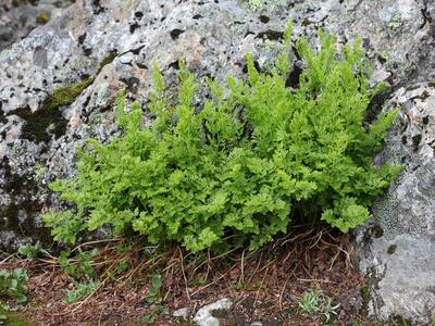 cryptogramma crispa