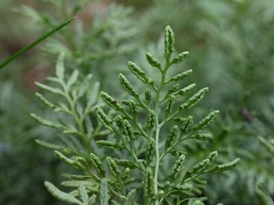 cryptogramma crispa detail