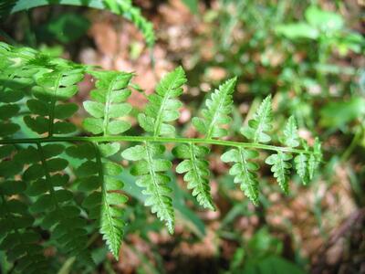 pteridium aquilinum ssp aquilinum