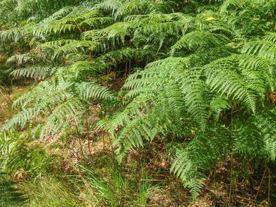 pteridium aquilinum ssp pinetorum