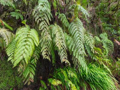 pteris incompleta