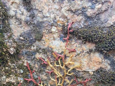 selaginella denticulata