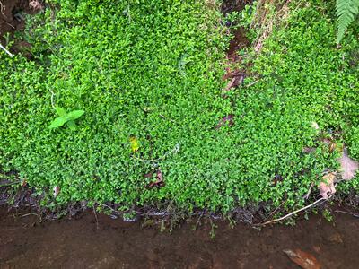 selaginella kraussiana habitus