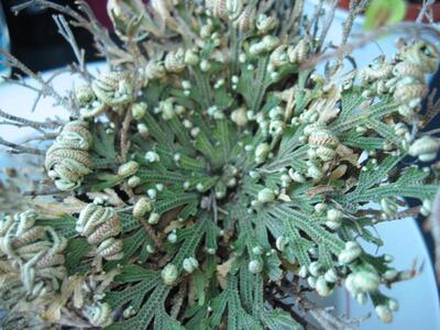 selaginella lepidophylla gruen