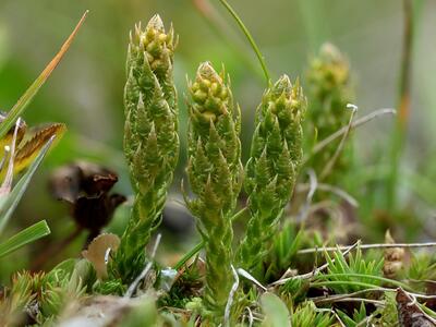 selaginella selaginoides