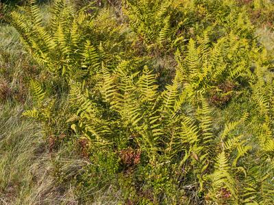 thelypteris limbosperma