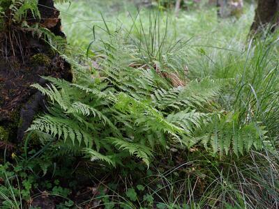 athyrium filix-femina