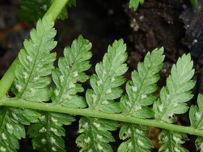 athyrium filix-femina sori