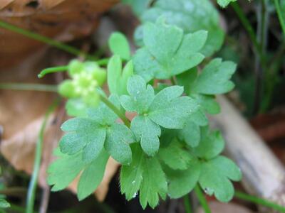 adoxa moschatellina blatt