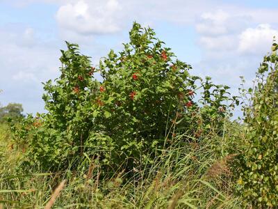 viburnum opulus