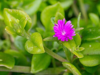 aptenia cordifolia