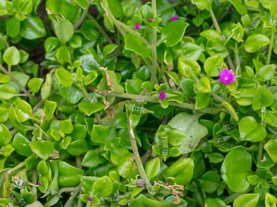 aptenia cordifolia habitus