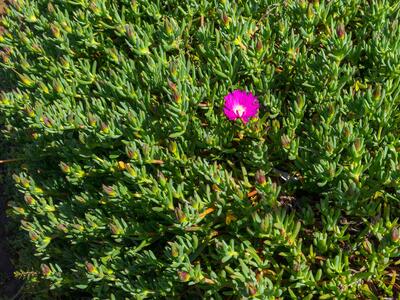 carpobrotus acinaciformis