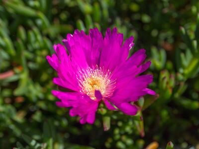 carpobrotus acinaciformis detail