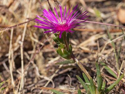 carpobrotus chilensis