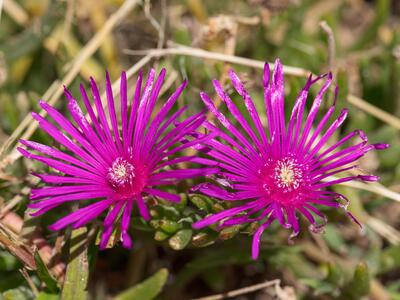 carpobrotus chilensis detail