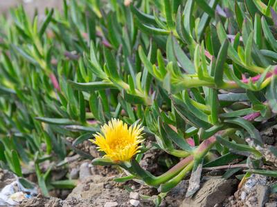 carpobrotus edulis