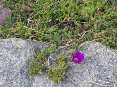 delosperma cooperi