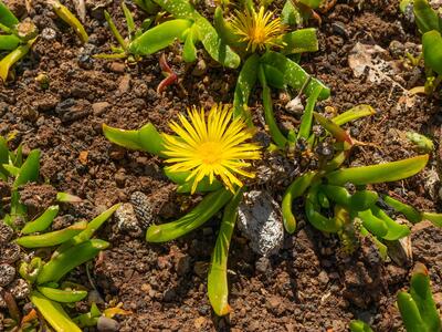 glottiphyllum latifolium