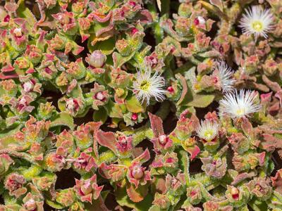 mesembryanthemum crystallinum