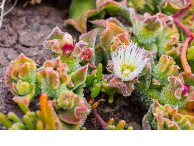 mesembryanthemum crystallinum detail