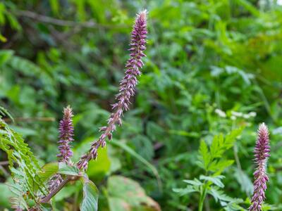 achyranthes sicula