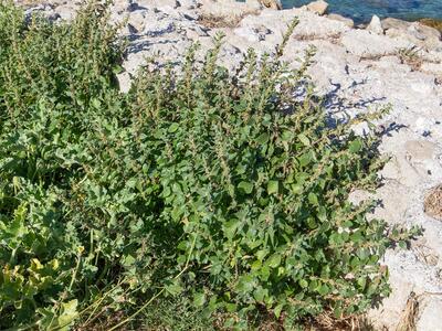 amaranthus graecizans