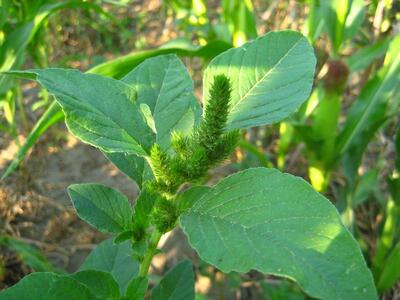 amaranthus hybridus var chlorostachys