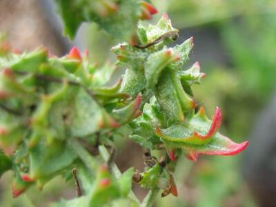 atriplex littoralis frucht