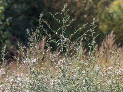 atriplex oblongifolia