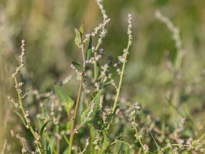 atriplex prostrata