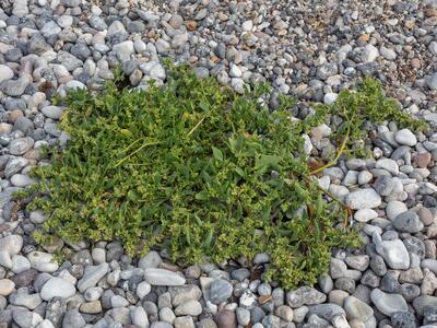 atriplex prostrata ssp deltoidea