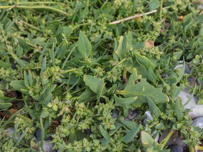 atriplex prostrata ssp deltoidea detail