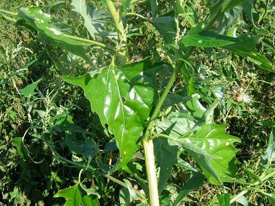 atriplex sagittata