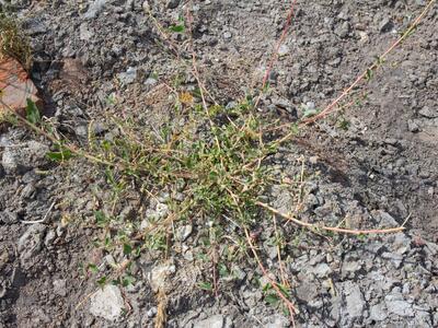 atriplex tatarica