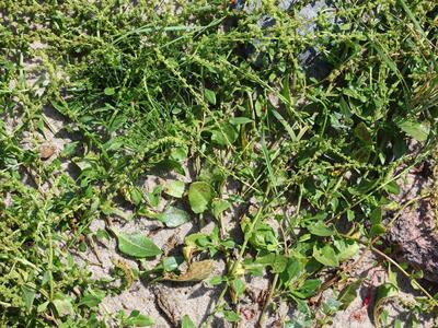 beta vulgaris ssp maritima