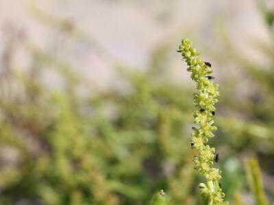 beta vulgaris ssp maritima detail