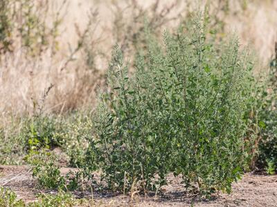 chenopodium album