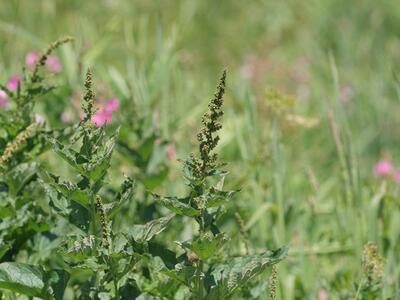 chenopodium bonus-henricus