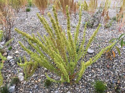 chenopodium botrys