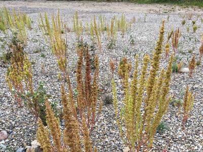 chenopodium botrys habitus