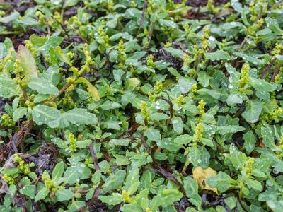 chenopodium glaucum