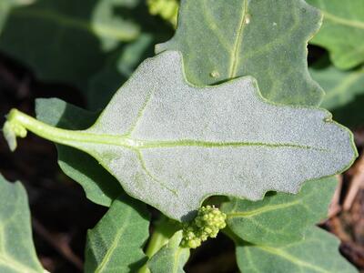 chenopodium glaucum blattunterseite