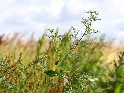 chenopodium hybridum