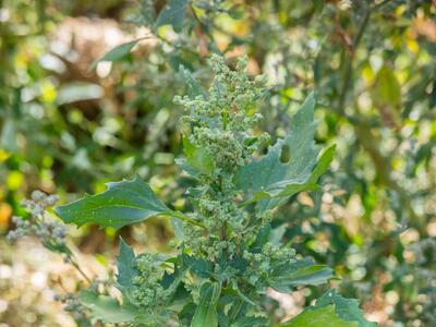 chenopodium murale