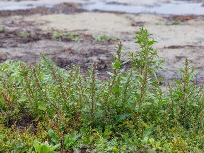 chenopodium rubrum