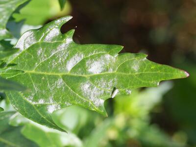 chenopodium rubrum blattoberseite