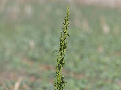 chenopodium urbicum