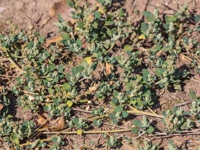 chenopodium vulvaria