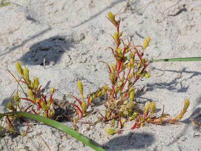 corispermum leptopterum